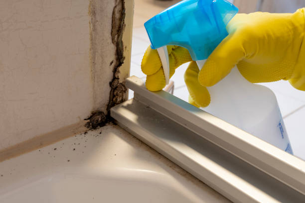 Best Professional Mold Removal  in Hybla Lley, VA